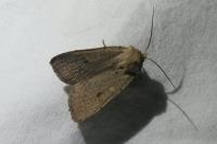 Xestia castanea
