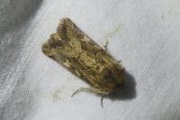 Luperina dumerilii