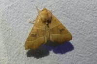 Atethmia centrago