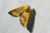 Atethmia centrago