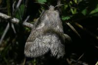Trichiura crataegi