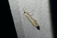 Agriphila inquinatella