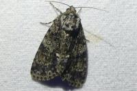 Acronicta rumicis