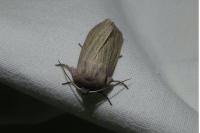 Rhizedra lutosa