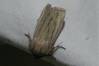 Rhizedra lutosa