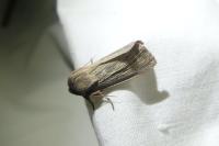 Rhizedra lutosa