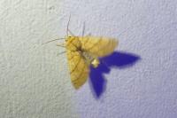 Pyrrhia umbra