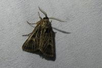 Tholera decimalis