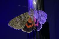 Catocala nupta