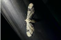 Eupithecia centaureata