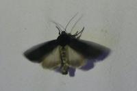 Aporophyla nigra