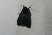 Aporophyla nigra
