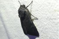Aporophyla nigra
