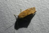 Cosmia affinis