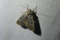 Eugnorisma glareosa