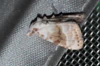 Meganola albula