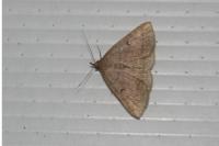 Zanclognatha lunalis
