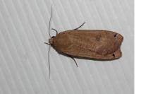 Noctua pronuba