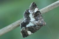 Tyta luctuosa
