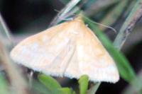 Sitochroa verticalis