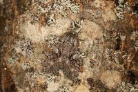 Eurois occulta