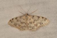 Idaea contiguaria