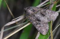 Mesapamea secalella/secalis