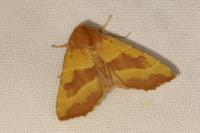 Atethmia centrago