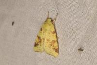 Cirrhia icteritia