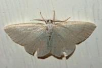 Cabera