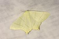 Ourapteryx sambucaria