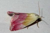 Eublemma purpurina