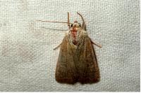 Hoplodrina octogenaria/blanda