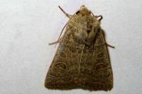 Hoplodrina octogenaria/blanda
