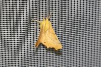 Ennomos alniaria