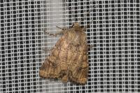 Luperina testacea