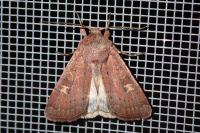 Xestia xanthographa