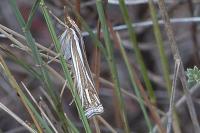 Ancylolomia
