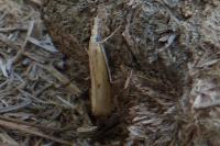 Agriphila inquinatella