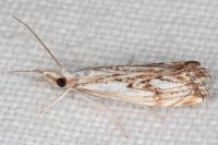 Catoptria falsella
