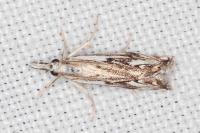 Catoptria falsella