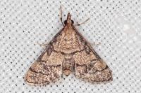 Metasia cuencalis bourgognei