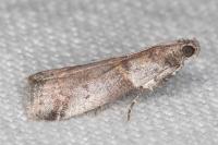 Acrobasis glaucella/fallouella