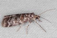 Dioryctria sylvestrella