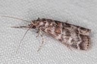 Dioryctria sylvestrella