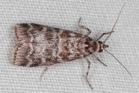 Dioryctria sylvestrella