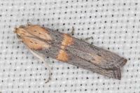 Oxybia transversella