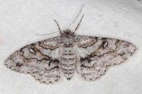 Ascotis selenaria