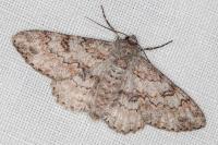 Ascotis selenaria