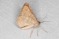 Isturgia murinaria